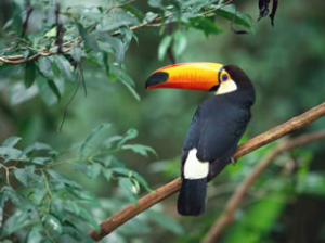Toucan PNG