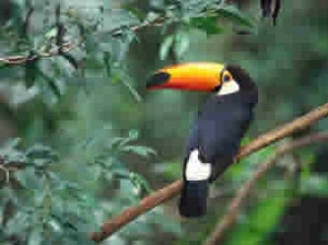 Optimisation Toucan 17KB 30 Quality
